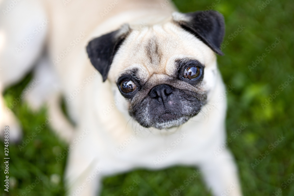 Hunderasse Mops im Garten