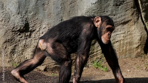 This outdoors video follows a wild chimpanzee that is surprised by something as it walks away over the river.