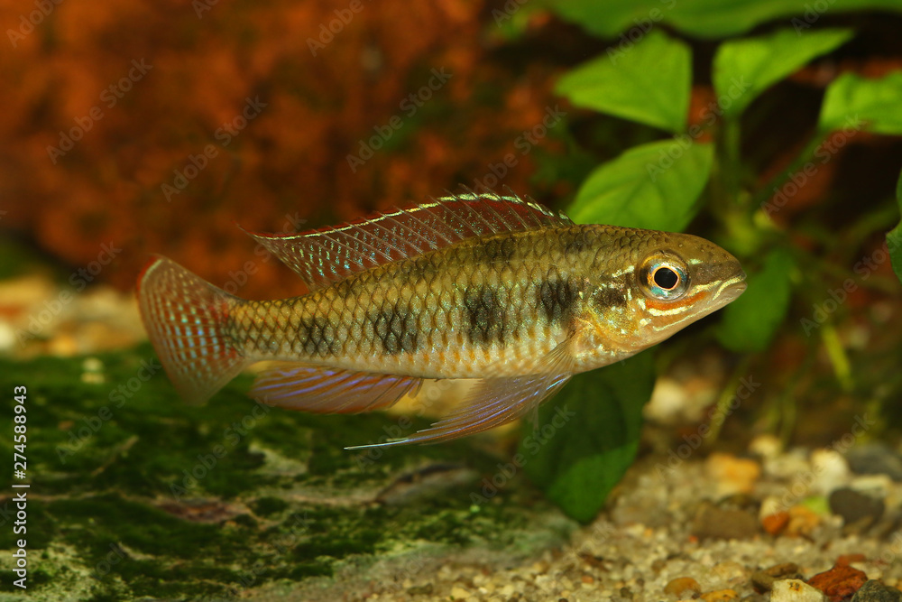 Fototapeta premium Checkerboard Cichlid Dicrossus maculatus aquarium fish dwarf cichlid 