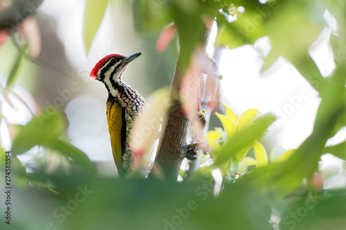 Common Flameback - Dinopium javanense - or Goldenback is a beautiful bird in the woodpecker family Picidae photo