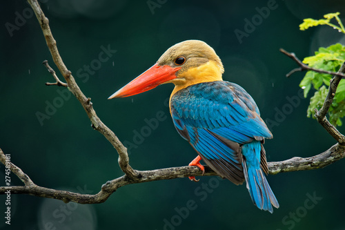 Stork-billed Kingfisher (Pelargopsis capensis) - tree kingfisher distributed in the tropical Indian subcontinent and Southeast Asia, from India to Indonesia - Singapore, Malaysia photo