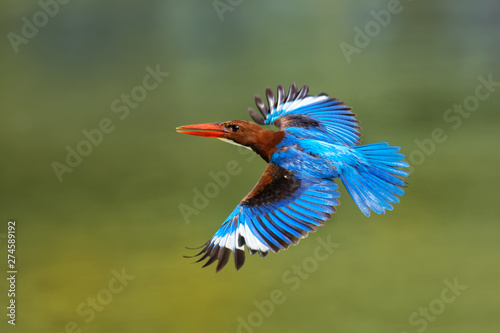 Fotografia, Obraz White-throated Kingfisher Halcyon smyrnensis on the branch, also known as the wh