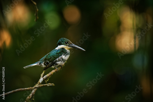 Green Kingfisher - Chloroceryle americana resident breeding bird which occurs from southern Texas in the United States south through Central and South America to central Argentina
