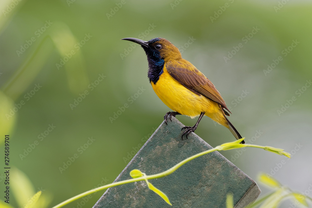 Fototapeta premium Olive-backed sunbird - Cinnyris jugularis, also known as the yellow-bellied sunbird, is a southern Far Eastern species of sunbird