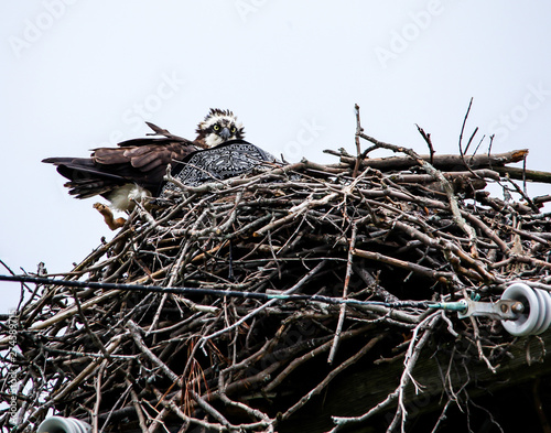 Osprey sitting inside nest and looking from behind textile scarf