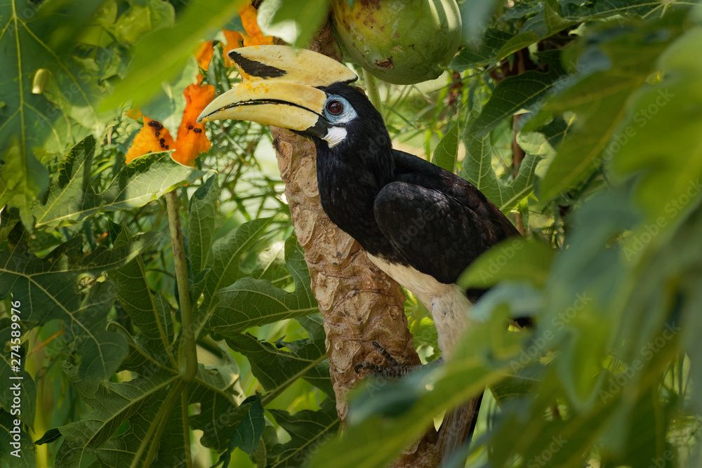 Obraz premium Oriental Pied-Hornbill - Anthracoceros albirostris large canopy-dwelling bird belonging to the Bucerotidae.