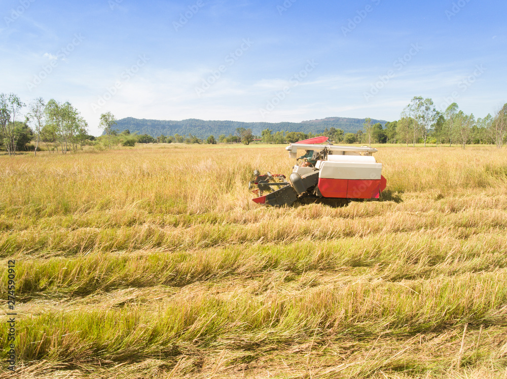 Combine harvesters are working in rice fields. In Asia, Thailand The grain is growing fully. Suitable for harvesting Combine harvesters are working in rice fields. In Asia, Thailand The grain is growing fully. Suitable for harvesting