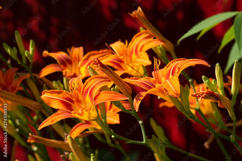 Plenty of Orange lilys with open and closed blossoms, close-up. Plenty of Orange lilys with open and closed blossoms, close-up.