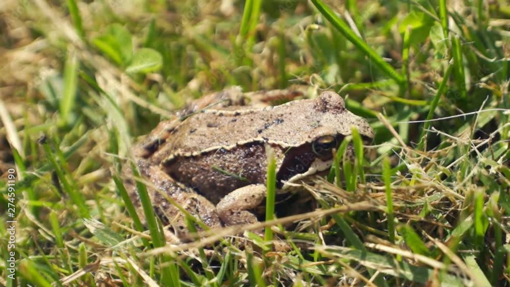 Common frog (Rana temporaria) in the grass Common frog (Rana temporaria) in the grass