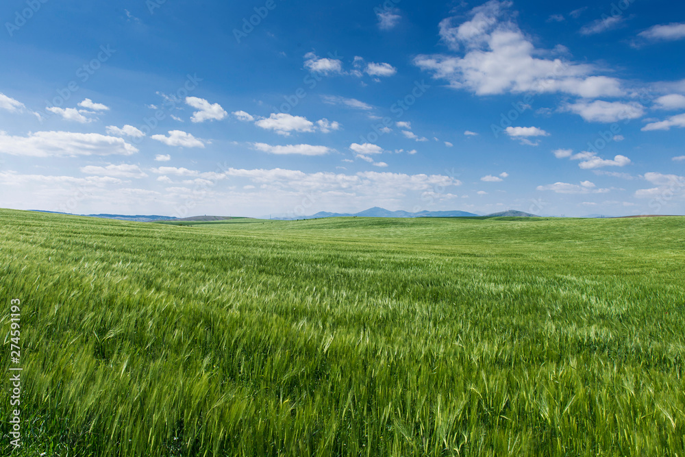 Morning View of Fields of Grain