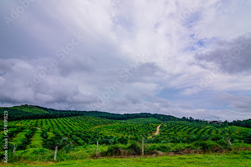 Fototapeta Naklejka Na Ścianę i Meble -  Palm oil tree replant in plantation at Malaysia