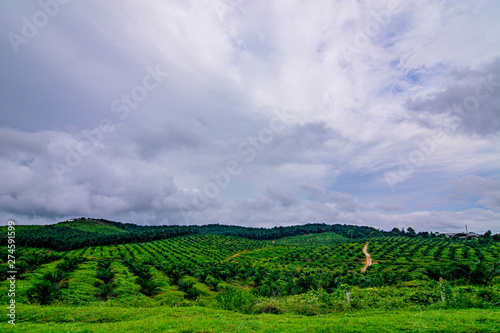 Palm oil tree replant in plantation at Malaysia