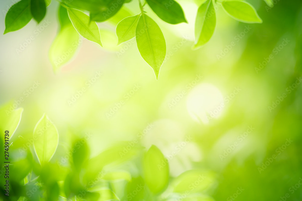 Nature of green leaf in garden at summer. Natural green leaves plants
