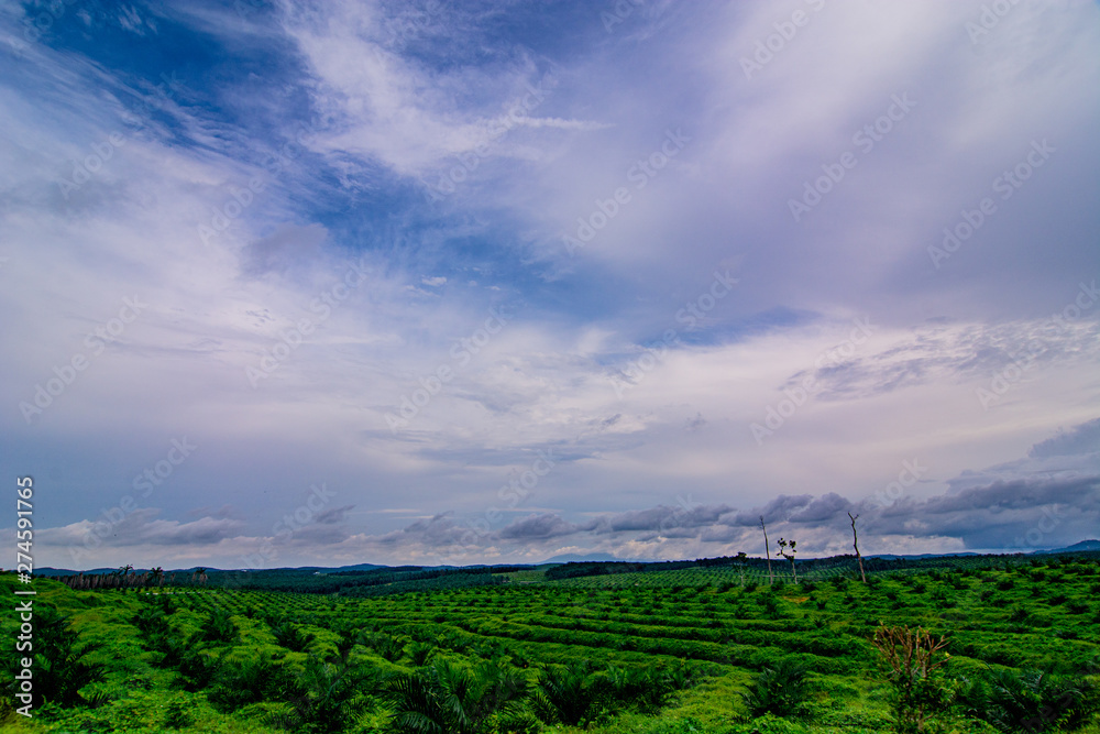 Fototapeta premium Palm oil tree replant in plantation at Malaysia