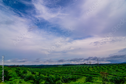 Palm oil tree replant in plantation at Malaysia
