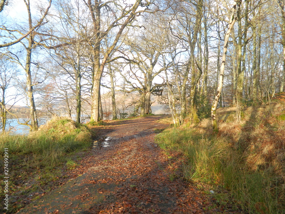 Fototapeta premium road in autumn forest