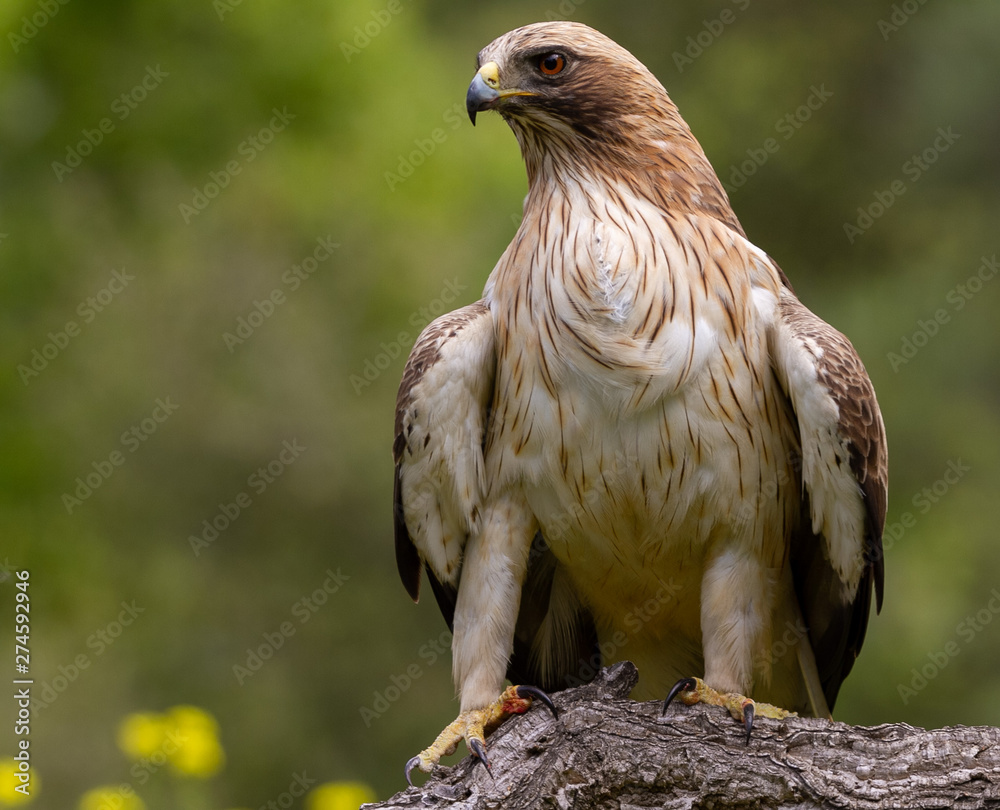 Fototapeta premium Booted Eagle Hieraaetus pennatus in the nature, Spain