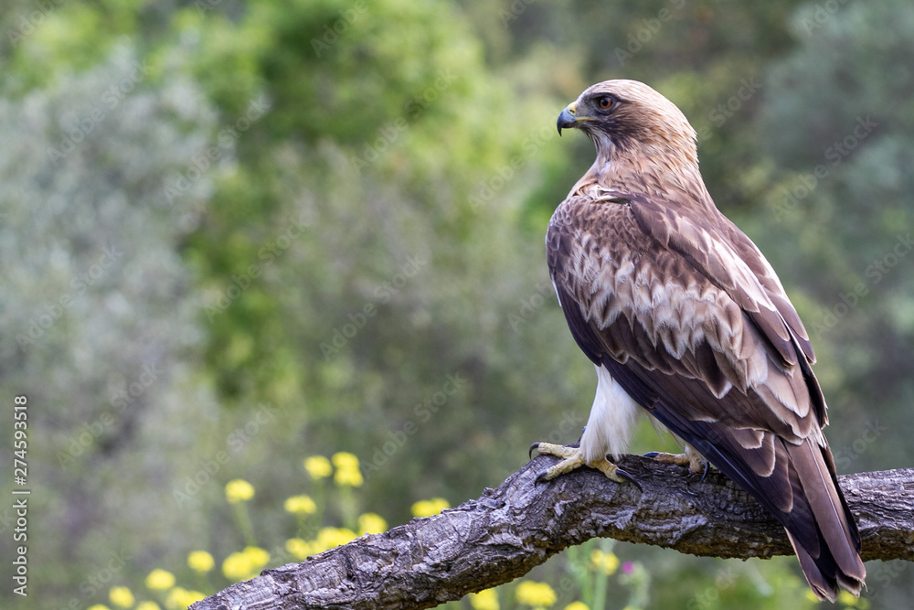 Booted Eagle Hieraaetus pennatus in the nature, Spain Booted Eagle Hieraaetus pennatus in the nature, Spain