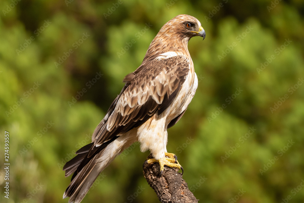 Booted Eagle Hieraaetus pennatus in the nature, Spain Booted Eagle Hieraaetus pennatus in the nature, Spain
