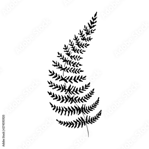 Sketch fern.Single hand-drawn black fern branch, isolated on white background. Vector illustration.