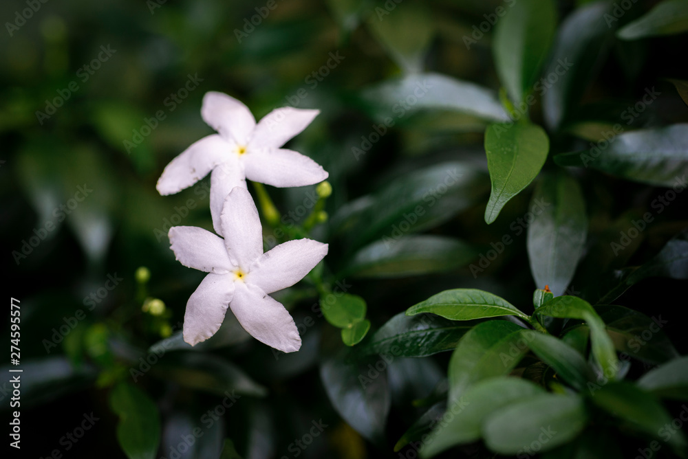 Sampaguita Jasmine with green leaf background. Sampaguita Jasmine with green leaf background.