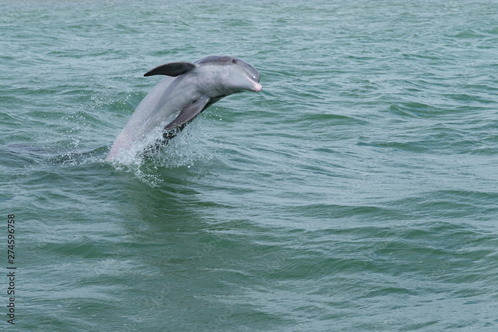 Springender und spielender Delfin (Delphinidae) Springender und spielender Delfin (Delphinidae)