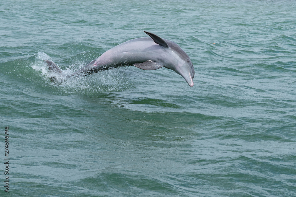 Fototapeta premium Springender und spielender Delfin (Delphinidae)