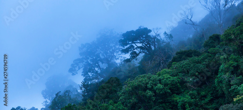 Mystic tropical rainforest in blue misty. © Tanes