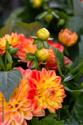 Beautiful fully bloomed red and orange chrysanthemum flower 