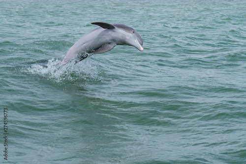 Springender und spielender Delfin (Delphinidae)