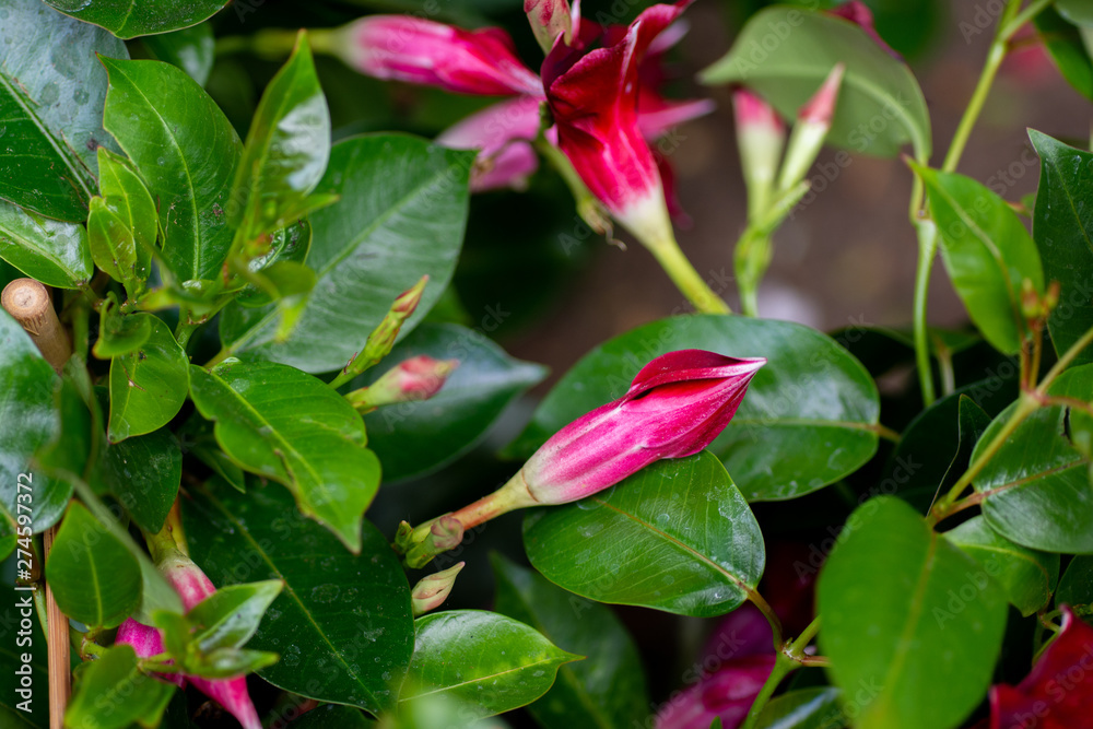 Pink flower of sandevilla ready to bloom Pink flower of sandevilla ready to bloom