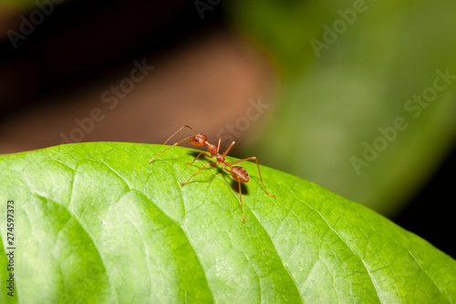 Red ant on green leaf in nature at thailand © pumppump