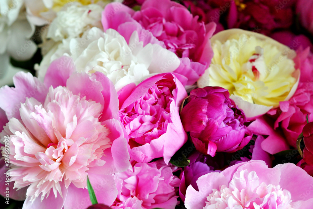Beautiful flowers, peonies. Elegant bouquet of a lot of peonies of pink and red color close up.