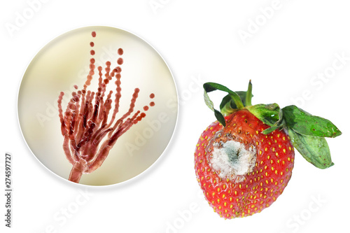 Strawberry with molds and closeup view of mold fungi Penicillium responsible for food spoilage, 3D illustration photo