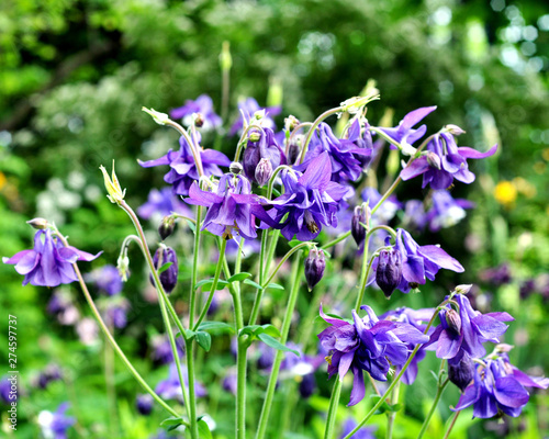 Aquilegia purple in spring garden. Blue flowers of aquilegia in natural background.