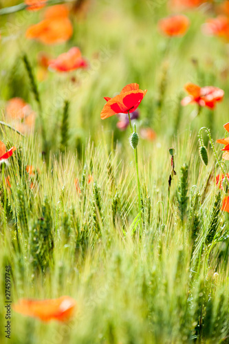 Papavero isolato su sfondo verde