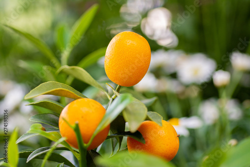 Yellow kumquat fruit still on branch photo