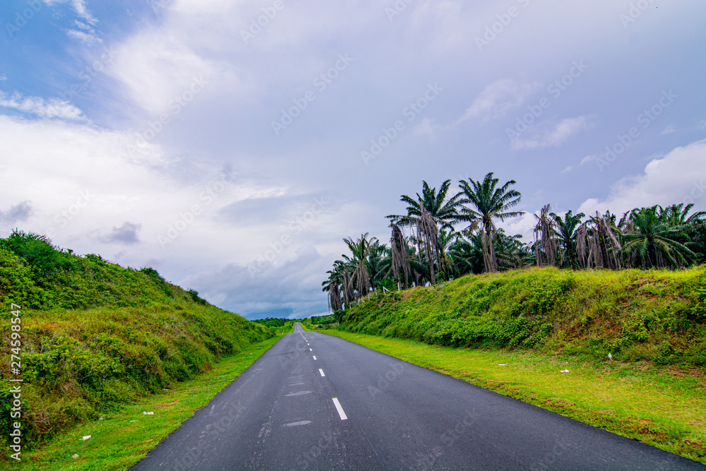 Palm oil tree replant in plantation at Malaysia