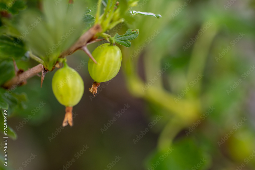 Fresh green gooseberry ready to eat Fresh green gooseberry ready to eat
