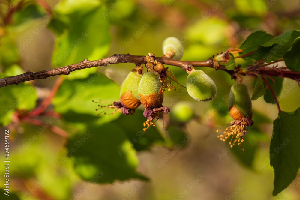Obraz premium The ovary of the fruit apricot. Fruit development, initial phase. Green apricot ovary. 