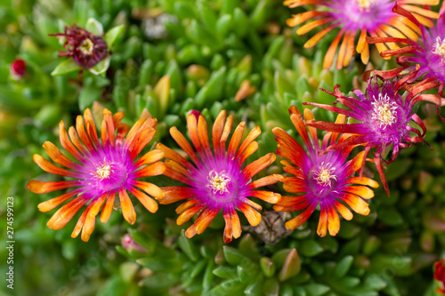 Colorful flowers of delosperma desert garnet