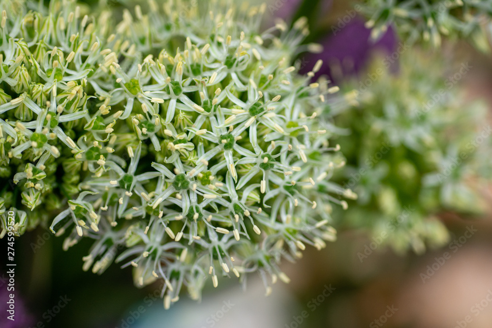 White flower of Asian onion allium White flower of Asian onion allium