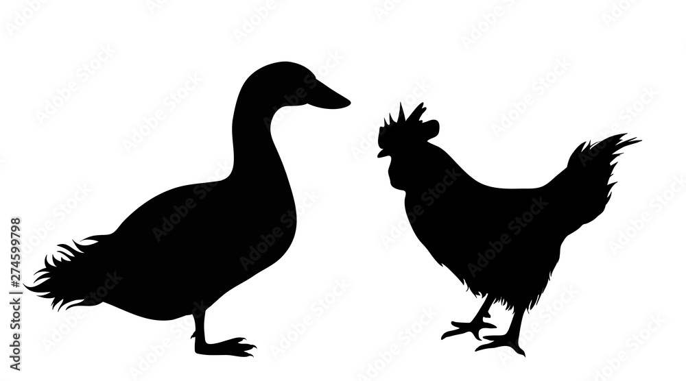 Fototapeta premium Vector silhouette of duck and hen. Symbol of poultry. Farm life.