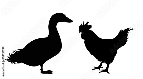 Vector silhouette of duck and hen. Symbol of poultry. Farm life.