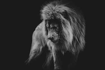 Foto auf Leinwand Löwe schwarzes und weißes dunkles Porträt eines afrikanischen Löwen  © Enlight fotografie