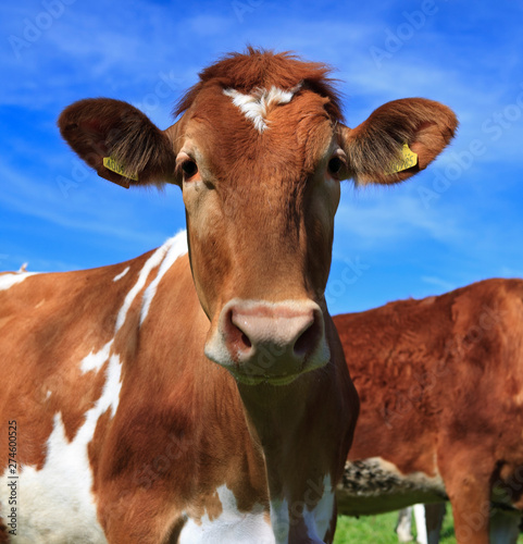 Canvas Print Guernsey cow posing for portrait