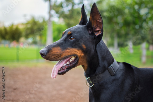 Profile portrait of a dog of Doberman breed. close up.