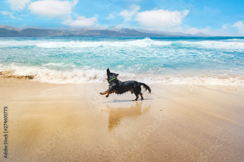 A dog running happily by the seashore on the beach.