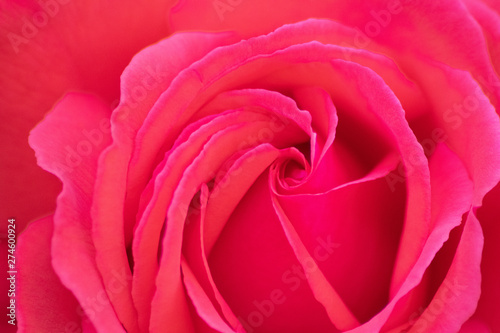 Rosa-rote Rosenblüte am Strauch einer Rose als bildfüllendes Makro zeigt die Schönheit der Natur als Symbol der Liebe und Zuneigung