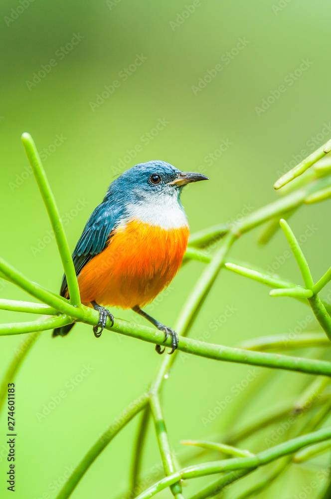 A male Orange-bellied Flowerpecker is perching on green branch of epiphyte. A male Orange-bellied Flowerpecker is perching on green branch of epiphyte.